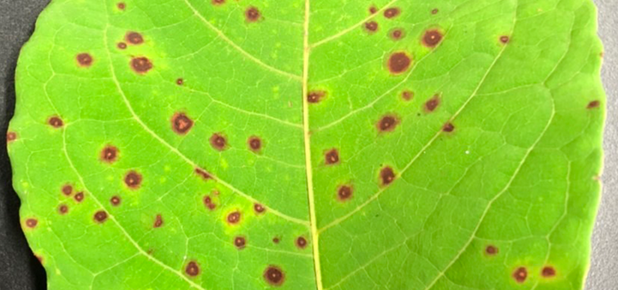 研究テーマ「クローナル植物の生理的統合と病原菌の拡散」の画像